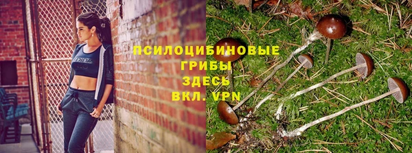 стаф Богданович